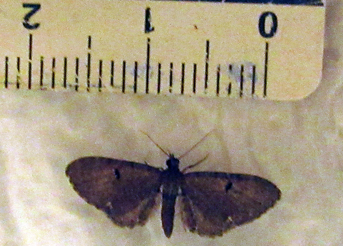 Eupithecia assimilata Toussaint Michel Sansais (La Garette) 79 22082019