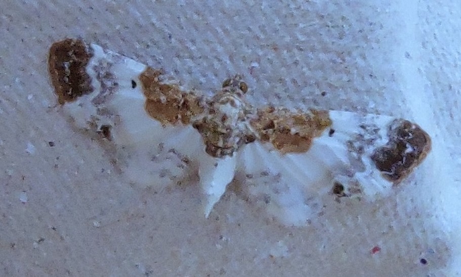 Eupithecia breviculata Charles Geneviève Saint-Jean d’Angély 17 30062015