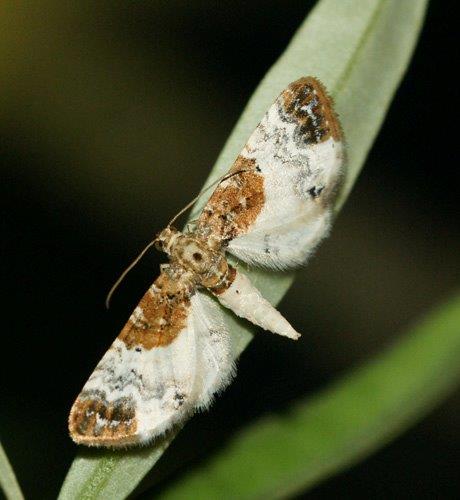 Eupithecia breviculata Laluque Olivier Saint-Georges-d’Oléron 17 27062016