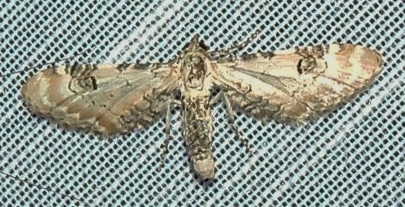 Eupithecia centaureata Charles Geneviève Voissay 17 22082016