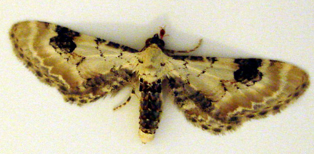 Eupithecia centaureata Godet Laurent Lanvallay 22 22062008