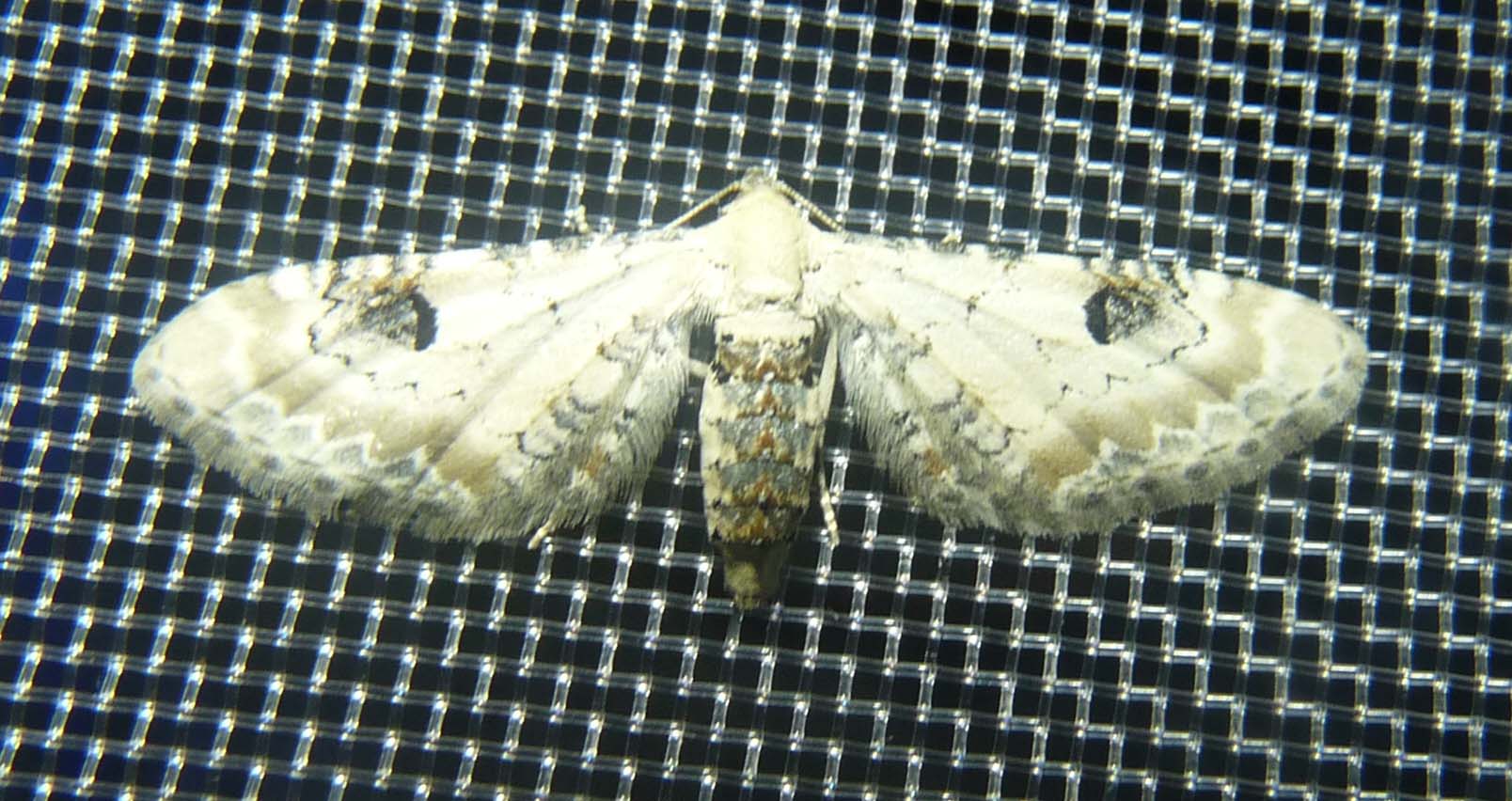 Eupithecia centaureata Jouvel Orianne Sainte-Marie de Ré 17 16072016