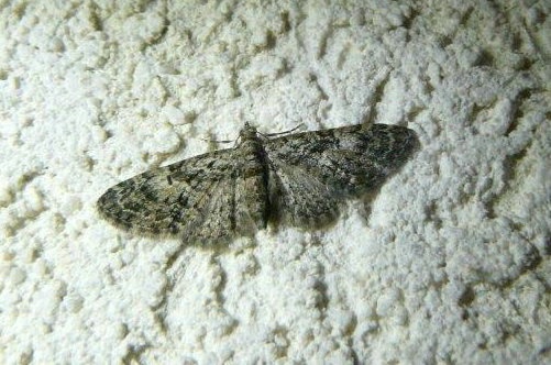 Eupithecia dodoneata Montenot Jean-Pierre La Rochelle 17 15042015
