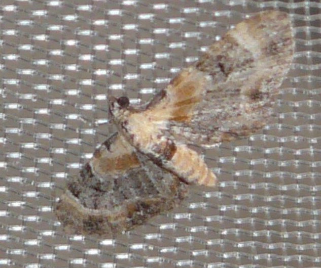 Eupithecia linariata Montenot Jean-Pierre La Rochelle 17 03082015