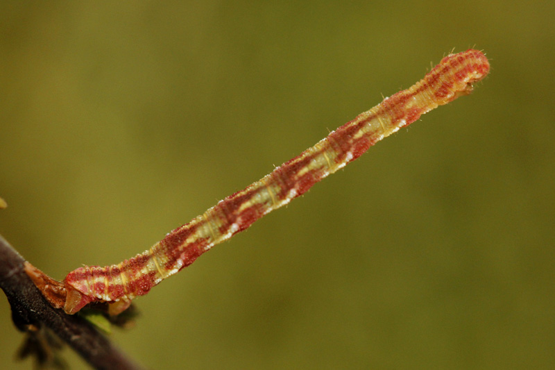 Eupithecia nanata Villatte Raymond Cieux 87  07102013