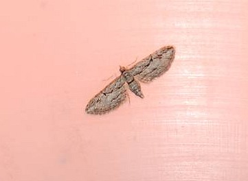 Eupithecia phoenicata Rebeyrol Christian Niort 79 18092008 