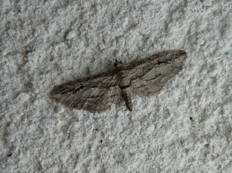 Eupithecia phoeniceata Cohendoz Stéphane Saint-Rogatien 17 18092016