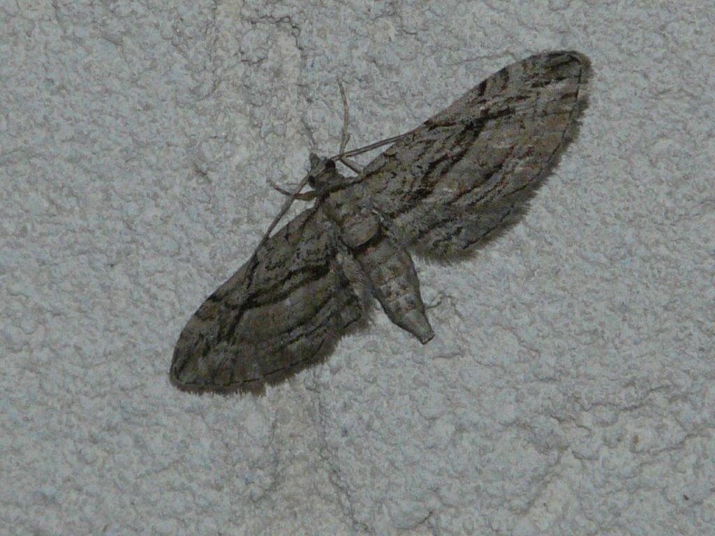 Eupithecia phoeniceata Montenot Jean-Pierre La Rochelle 17 10102016