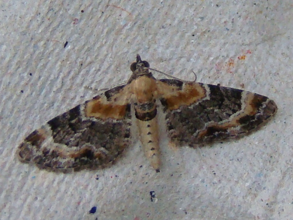 Eupithecia pulchellata Seys Brigitte Carvin 62 25072010
