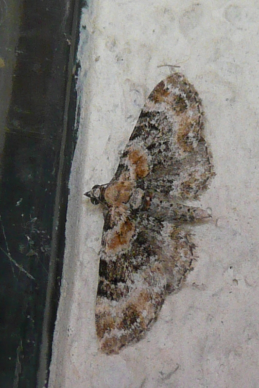 Eupithecia pulchellata Le Mao Patrick La Rougeolais Saint-Pierre-de-Plesguen (35) 12052009