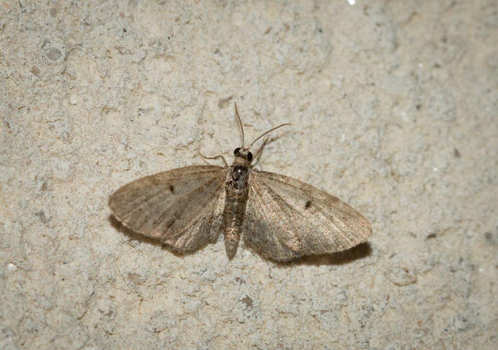 Eupithecia sp Champarnaud Claude Rochefort 17 21062016