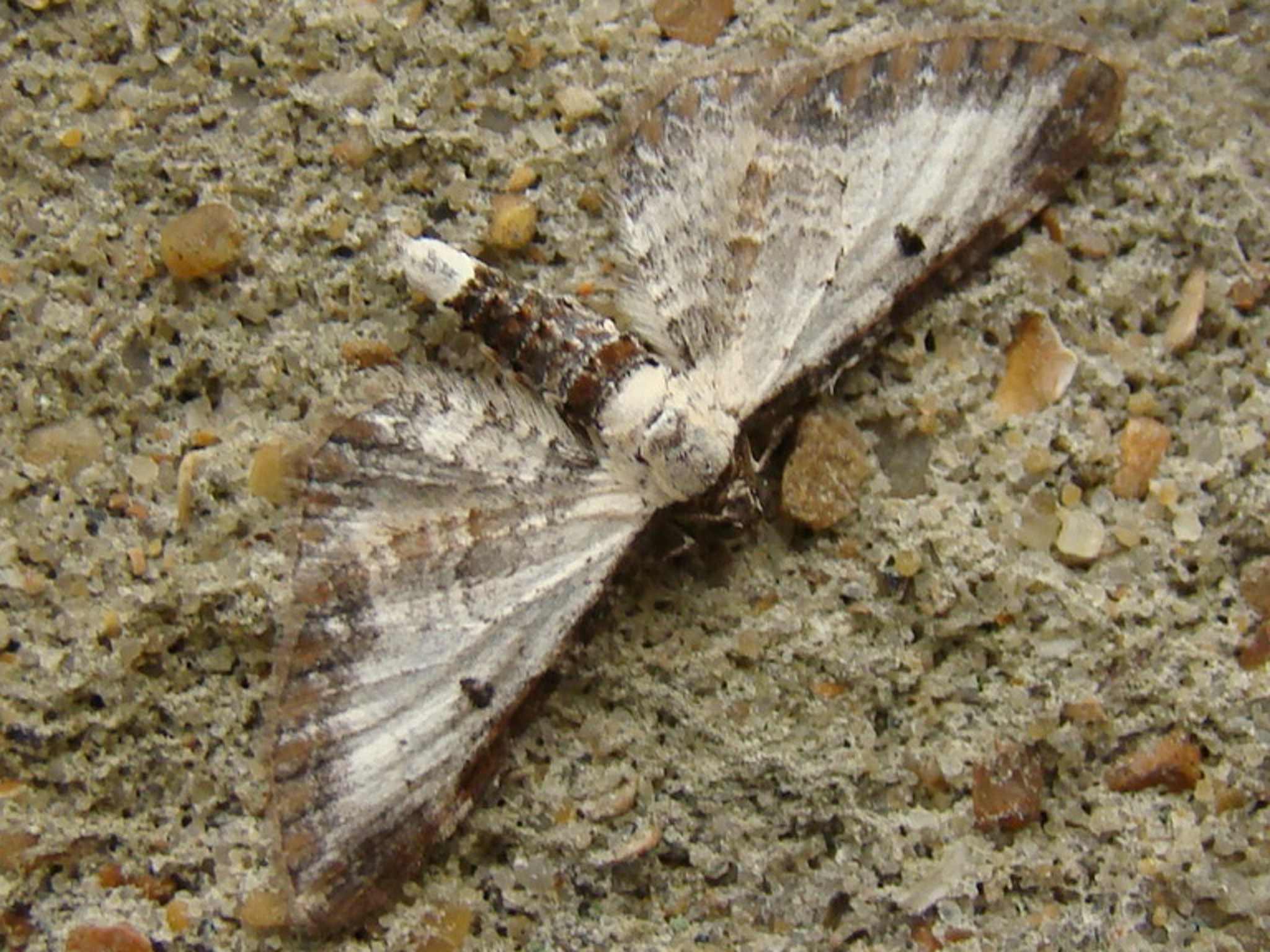 Eupithecia succenturiata Seys Brigitte Carvin 62 02082011