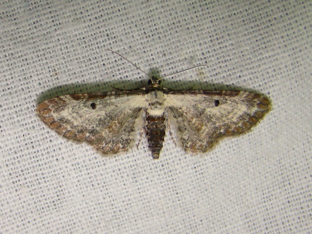 Eupithecia succenturiata Brigitte Seys Carvin 62 17082009