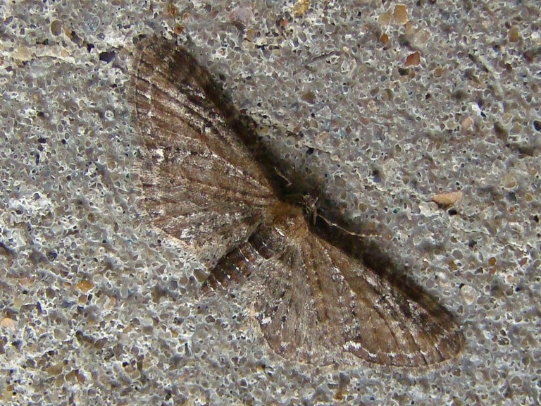 Eupithecia vulgata Seys Brigitte Carvin 62 14052011