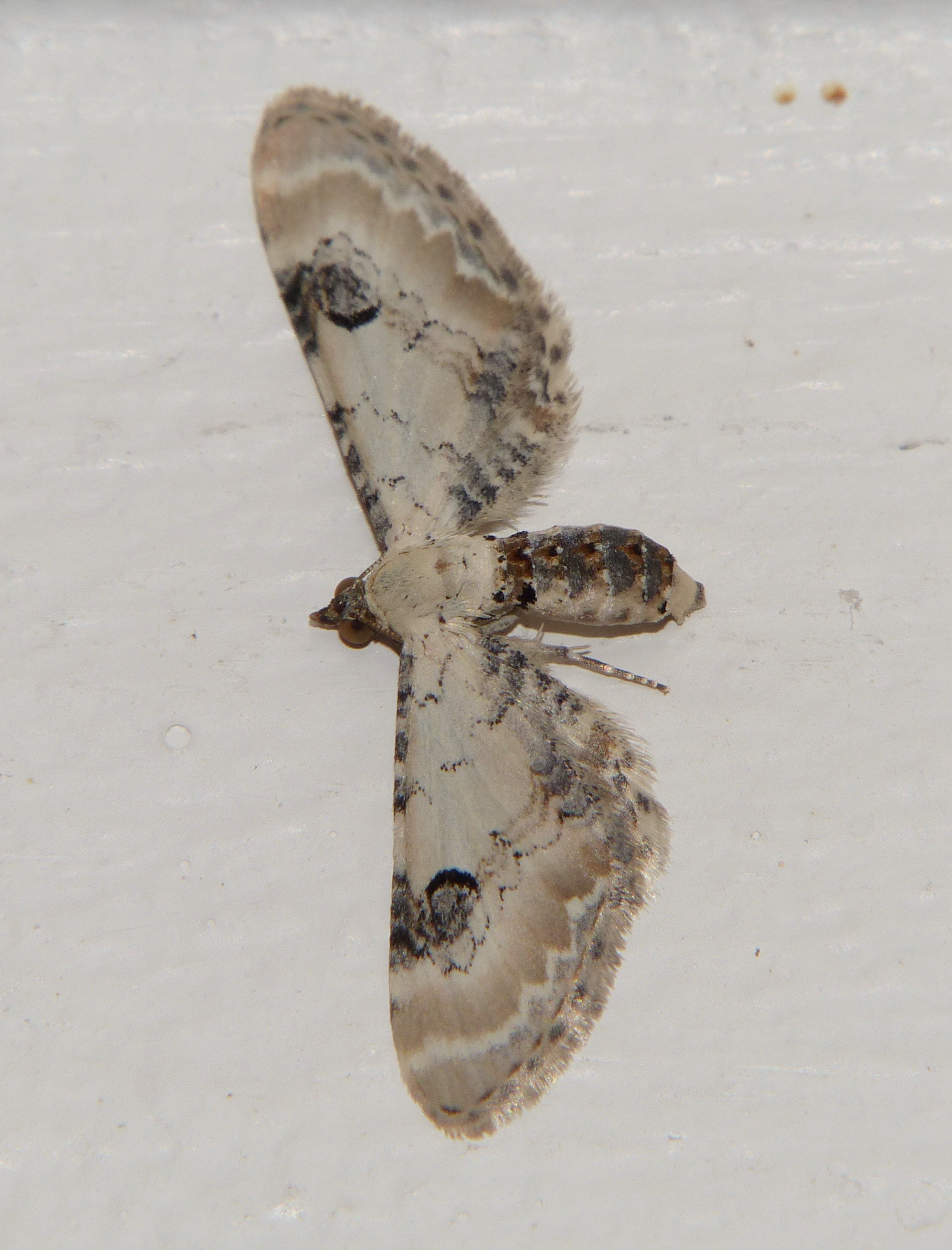 Eupithecia centaureata Porteneuve Jean-Jacques Lunel-Viel 34 08102015