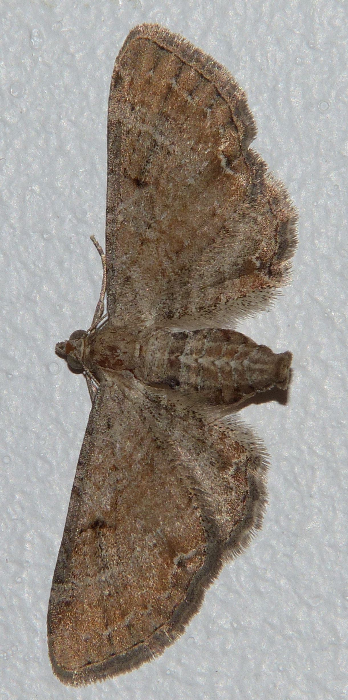 Eupithecia simpliciata Porteneuve Jean-Jacques Lunel-Viel 34 04092013