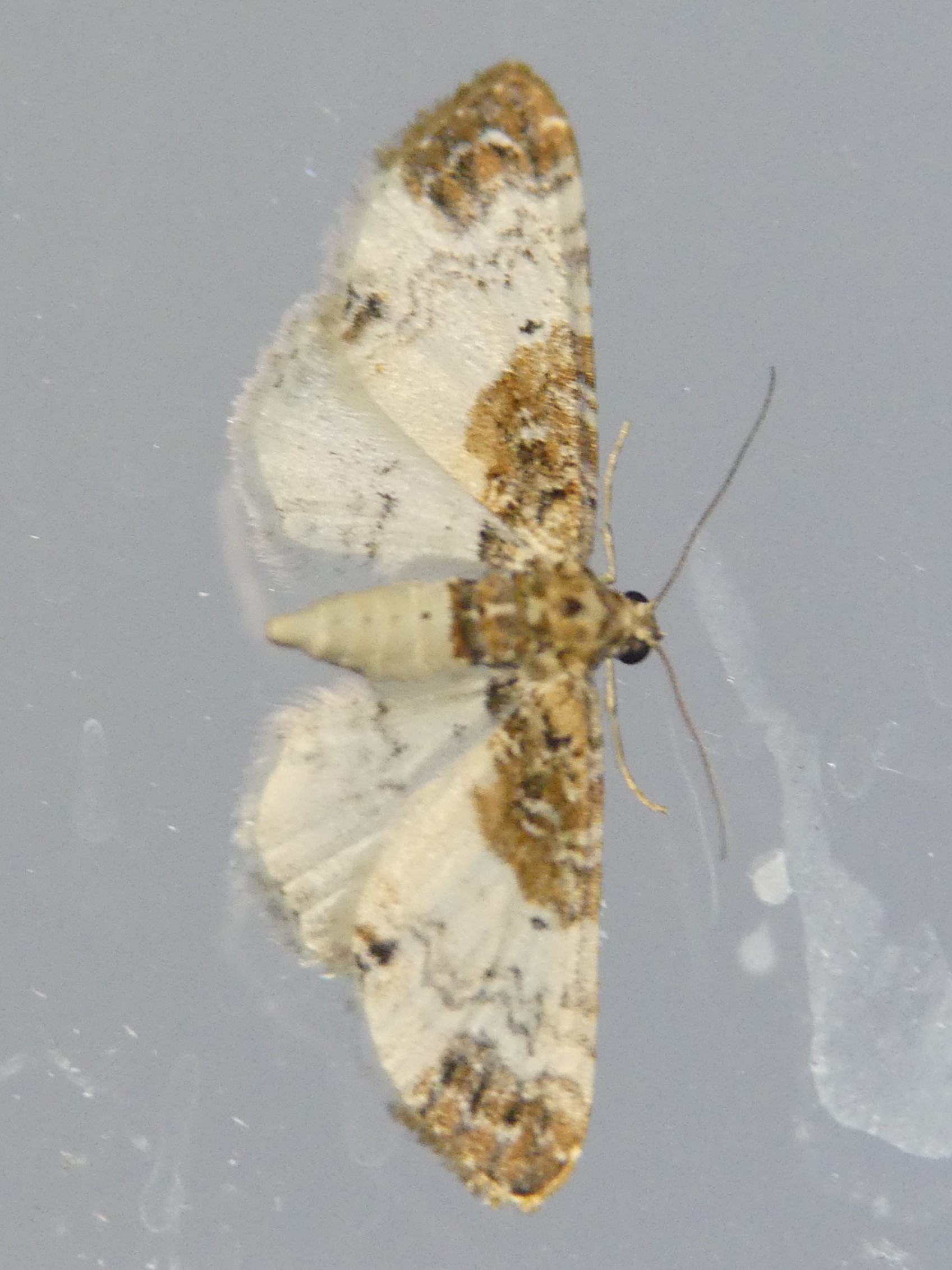 Eupithecia breviculata PORTENEUVE Jean-Jacques St Julien 83 07072022