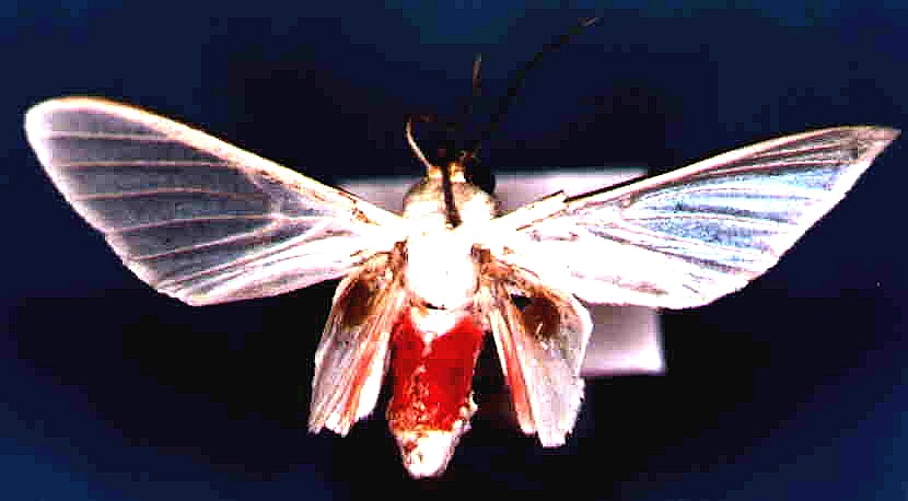 Eupsodosoma aberrans (Schaus, 1905)