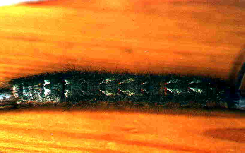 Gastropacha quercifolia Guyonnet Antoine