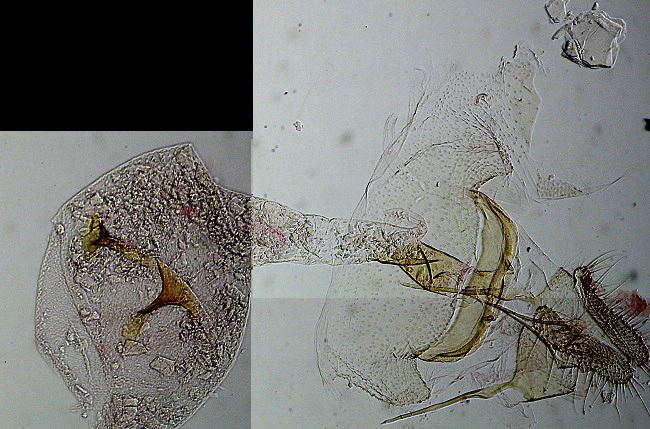Gypsonoma aceriana femelle AC-7596