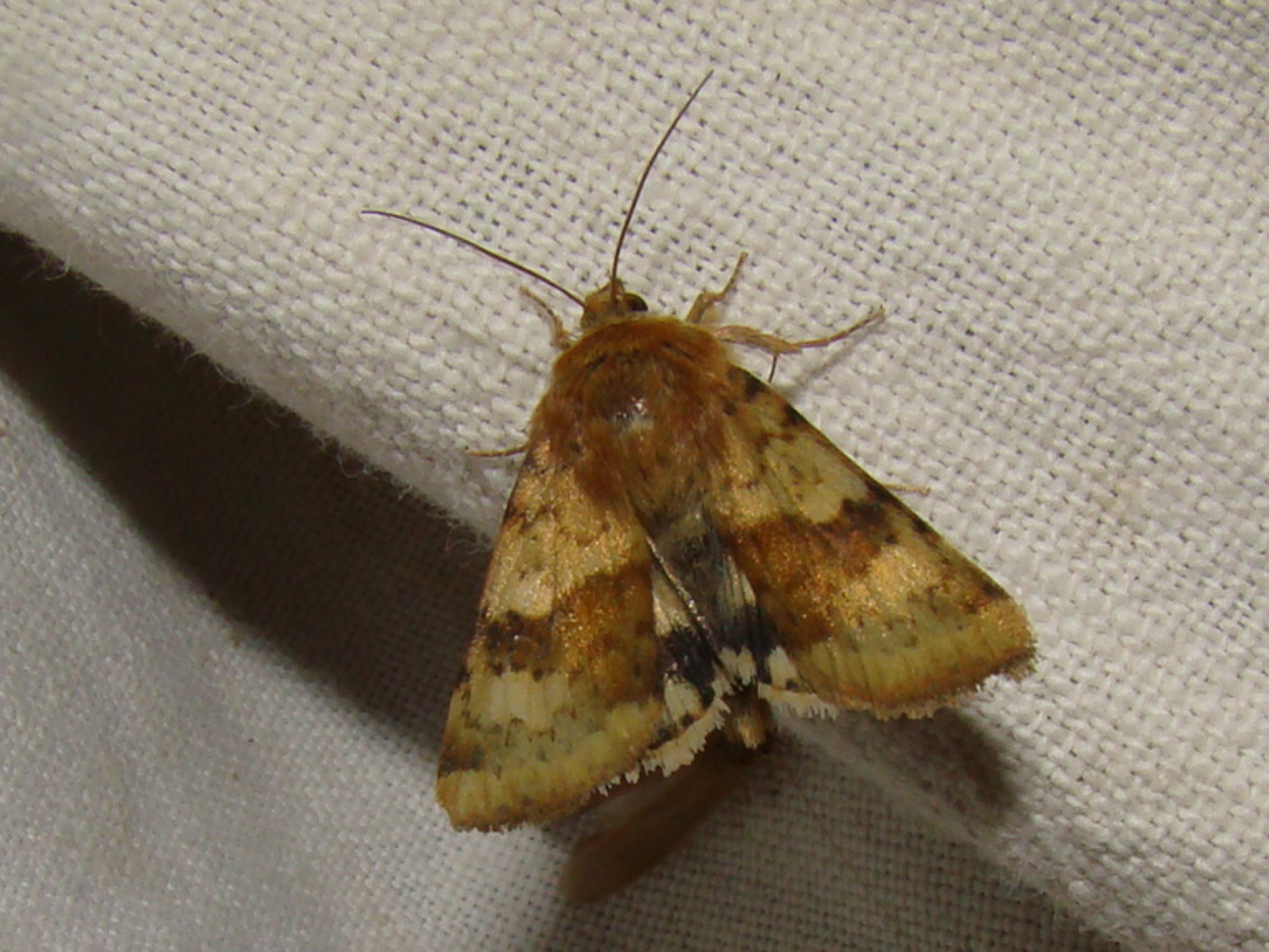Heliothis viriplaca Rencontres Papillons de Poitou-Charentes Fonterland 36 24042011