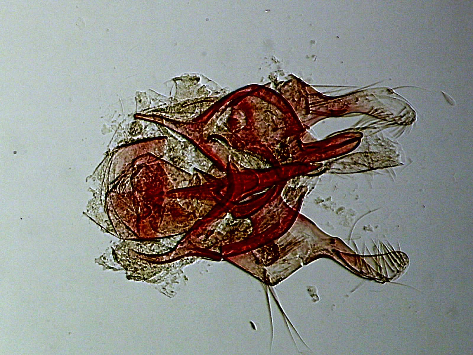 Infurcitinea albicomella mâle AC-8202