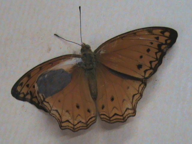 Lachnoptera anticlia anticlia Constanza Michelle Yokadouma Cameroun 01042011
