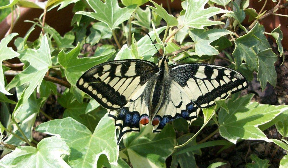 Papilio machaon Gourgues Martine Castelnau 47 13052010