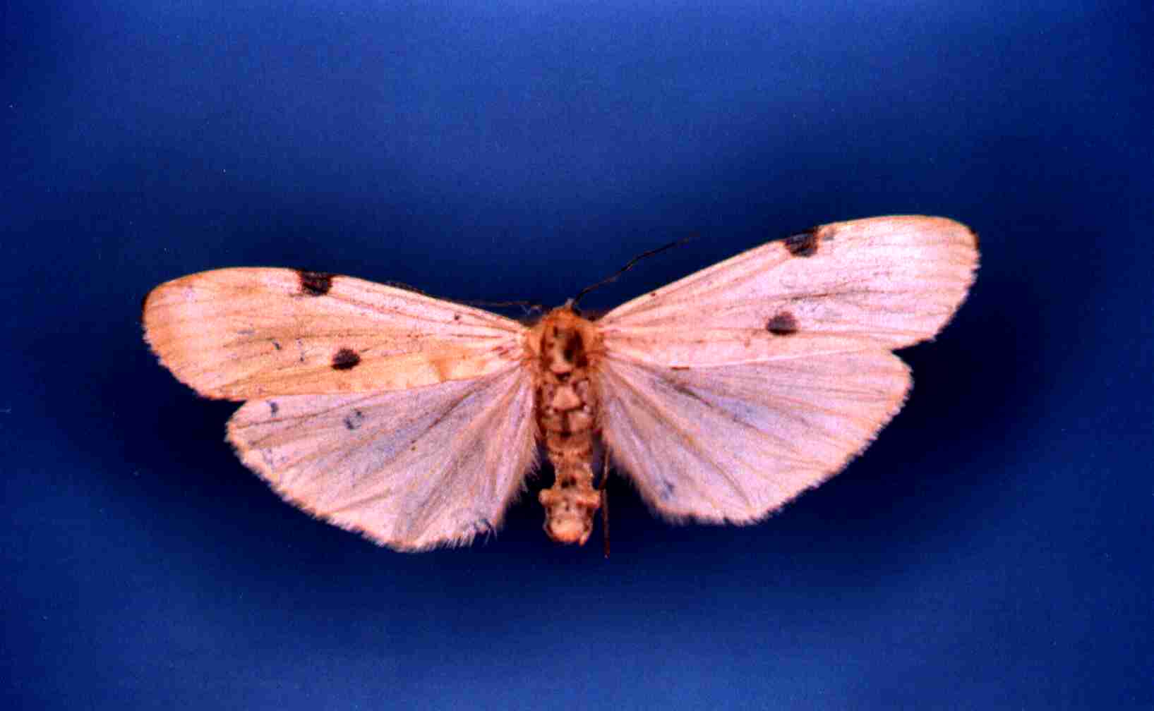 Lithosia quadra Collection Levesque Robert