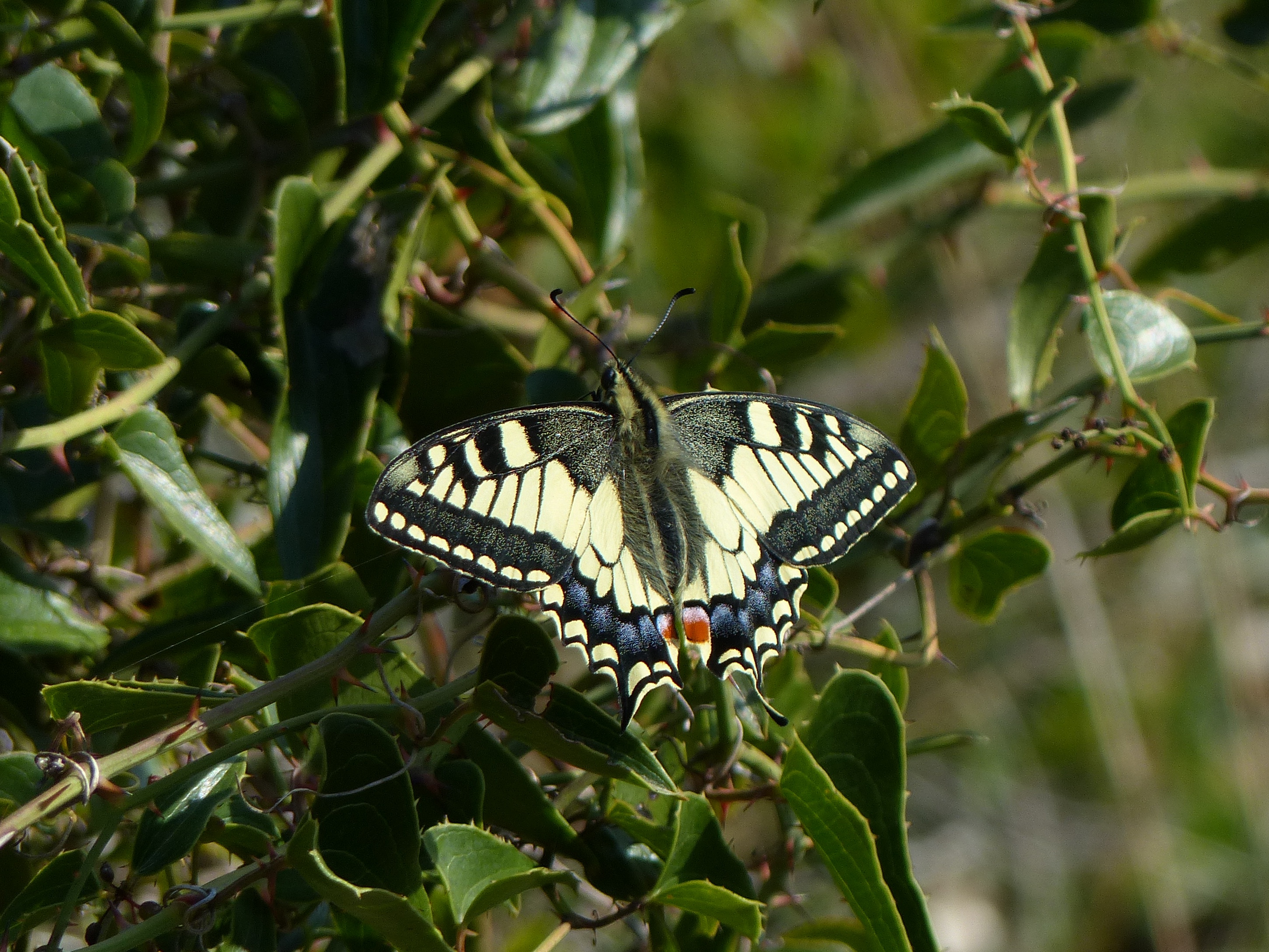Papilio machaon Porteneuve Jean-Jacques Calvisson 30 13032014