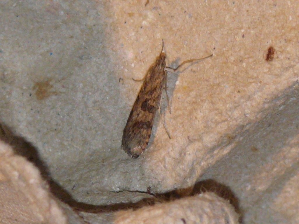 Nomophila noctuella Montenot Jean-Pierre La Rochelle 17 21072015