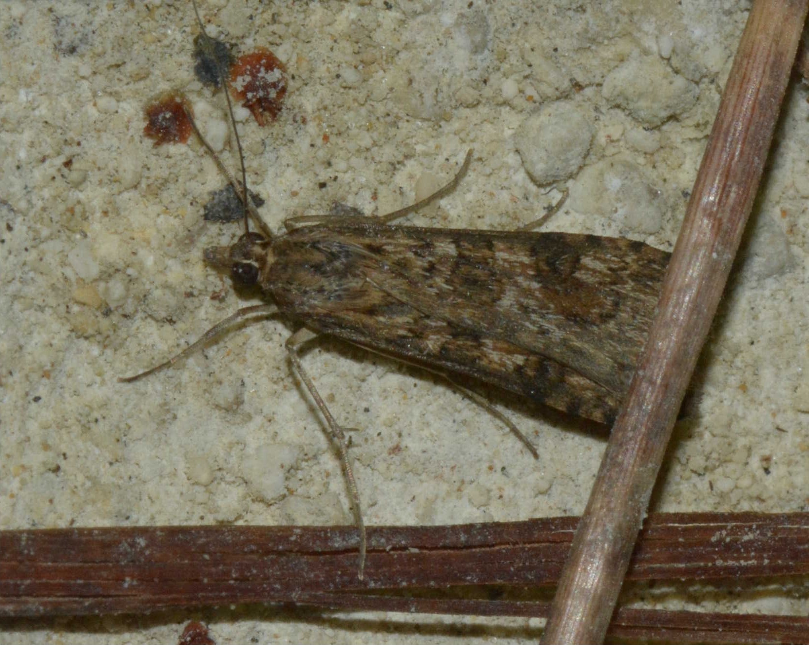 Nomophila noctuella West Hazel Saint-Trojan-les-Bains 17 17082015