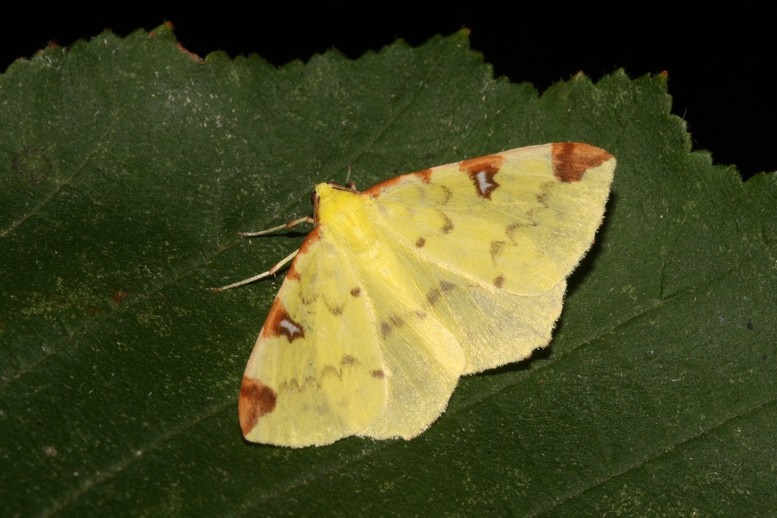 Opisthograptis luteolata Roques Olivier Bords 17 01082015