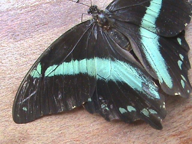 Papilio bromius bromius Constanza Michelle Yokadouma Cameroun 11042011