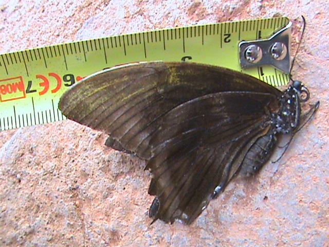 Papilio bromius bromius Constanza Michelle Yokadouma Cameroun 10022010