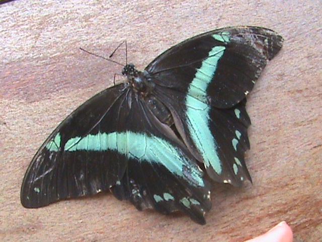 Papilio bromius bromius Constanza Michelle Yokadouma Cameroun 11042011