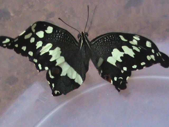 Papilio demodocus 19 Constanza Michelle Yokadouma Cameroun 19042011