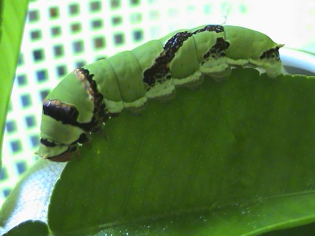 Papilio demodocus 3 Constanza Michelle Yokadouma Cameroun 05042011