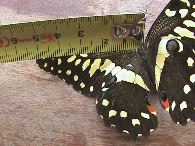 Papilio demodocus Constanza Michelle Yokadouma Cameroun 08042011
