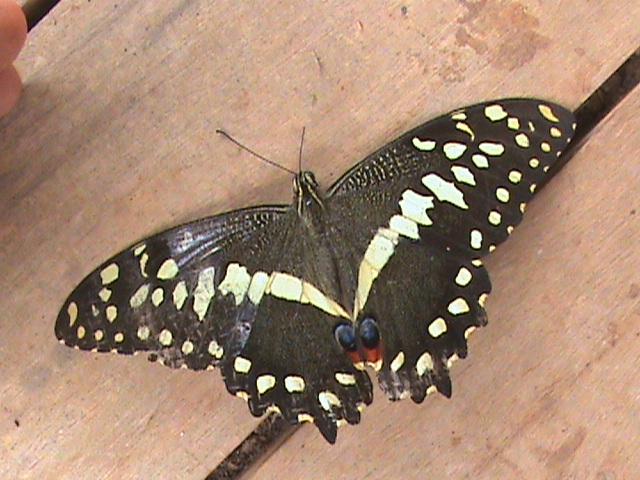 Papilio demodocus Constanza Michelle Yokadouma Cameroun 25032011