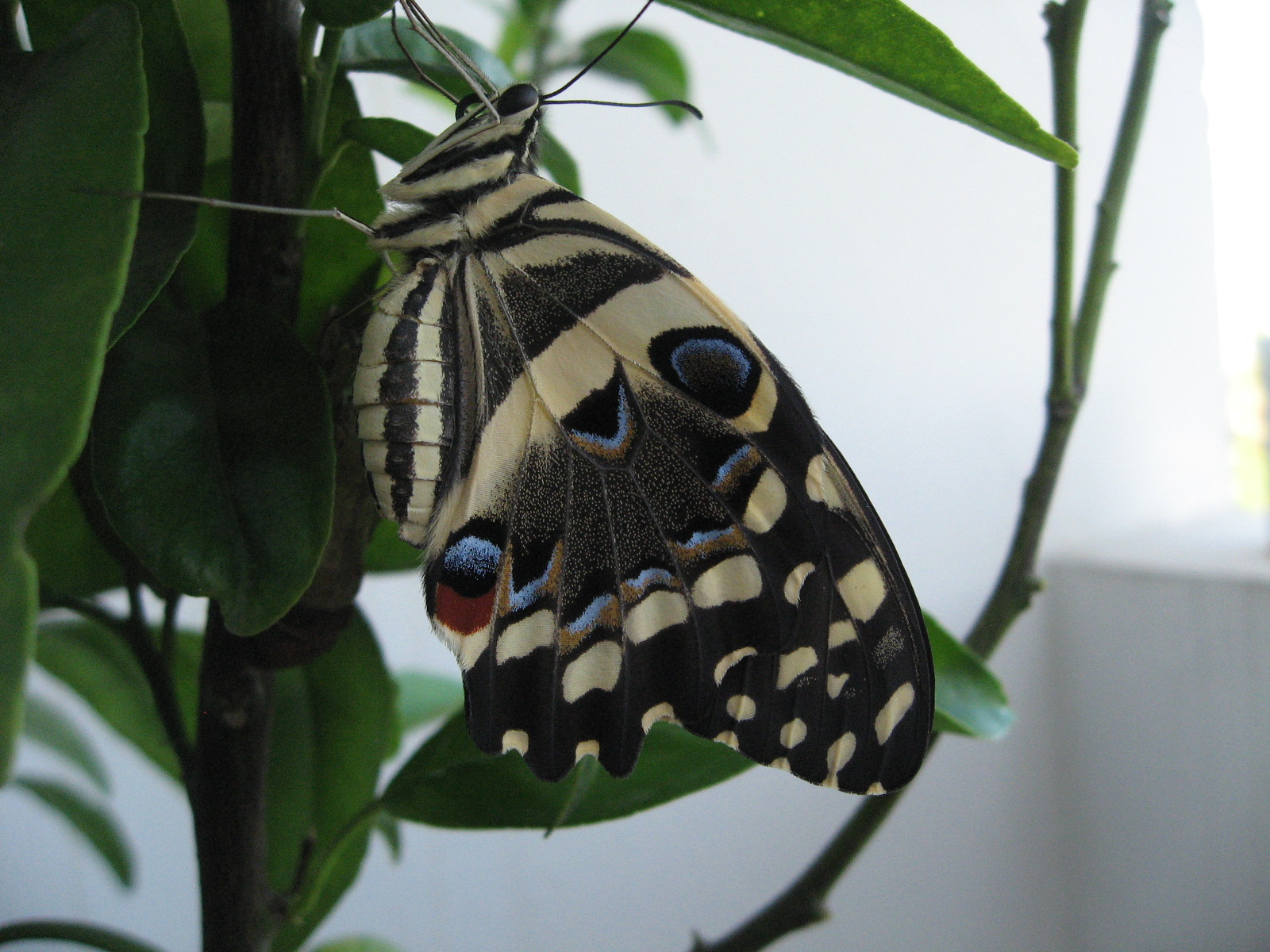 Papilio demodocus D’Angelo Adriano St Paul de la Reunion 08052008
