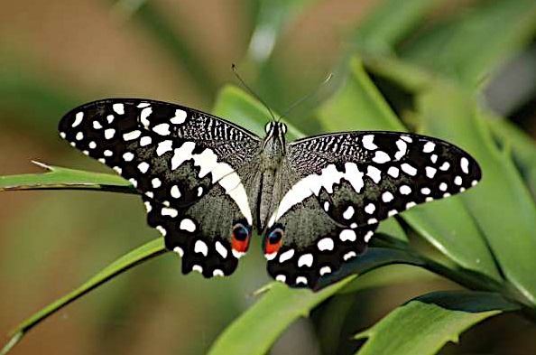Papilio demodocus Vanier Pascal Saint-Denis de la Réunion 15072009