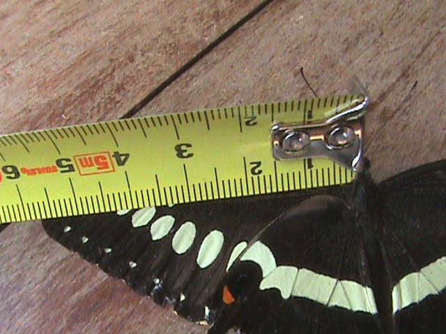 Papilio lormieri Constanza Michelle Yokadouma Cameroun 02042011