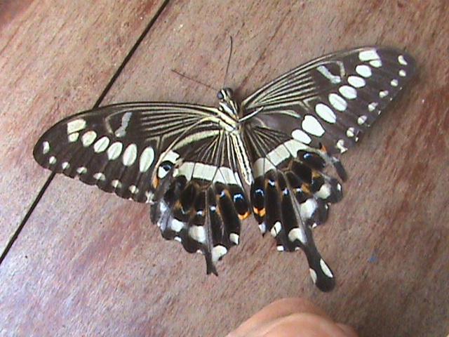 Papilio lormieri Constanza Michelle Yokadouma Cameroun 02042011