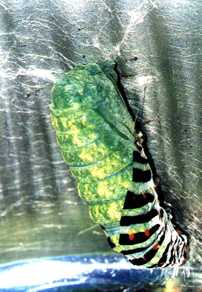 Papilio machaon Guyonnet Antoine Niort 79