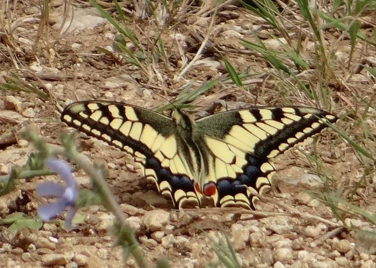 Papilio machaon Allemand Geneviève La Benâte 17 24072013