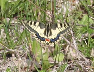 Papilio machaon Brunet Claudie Voulgezac 16 13042011