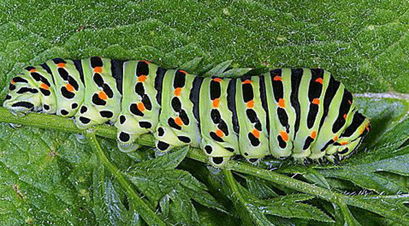 Papilio machaon Charreau Jacques Avanton 86 29062007