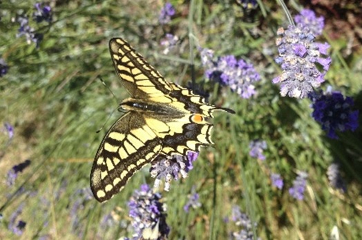 Papilio machaon Cocuau Charly Epargnes 17 16072016
