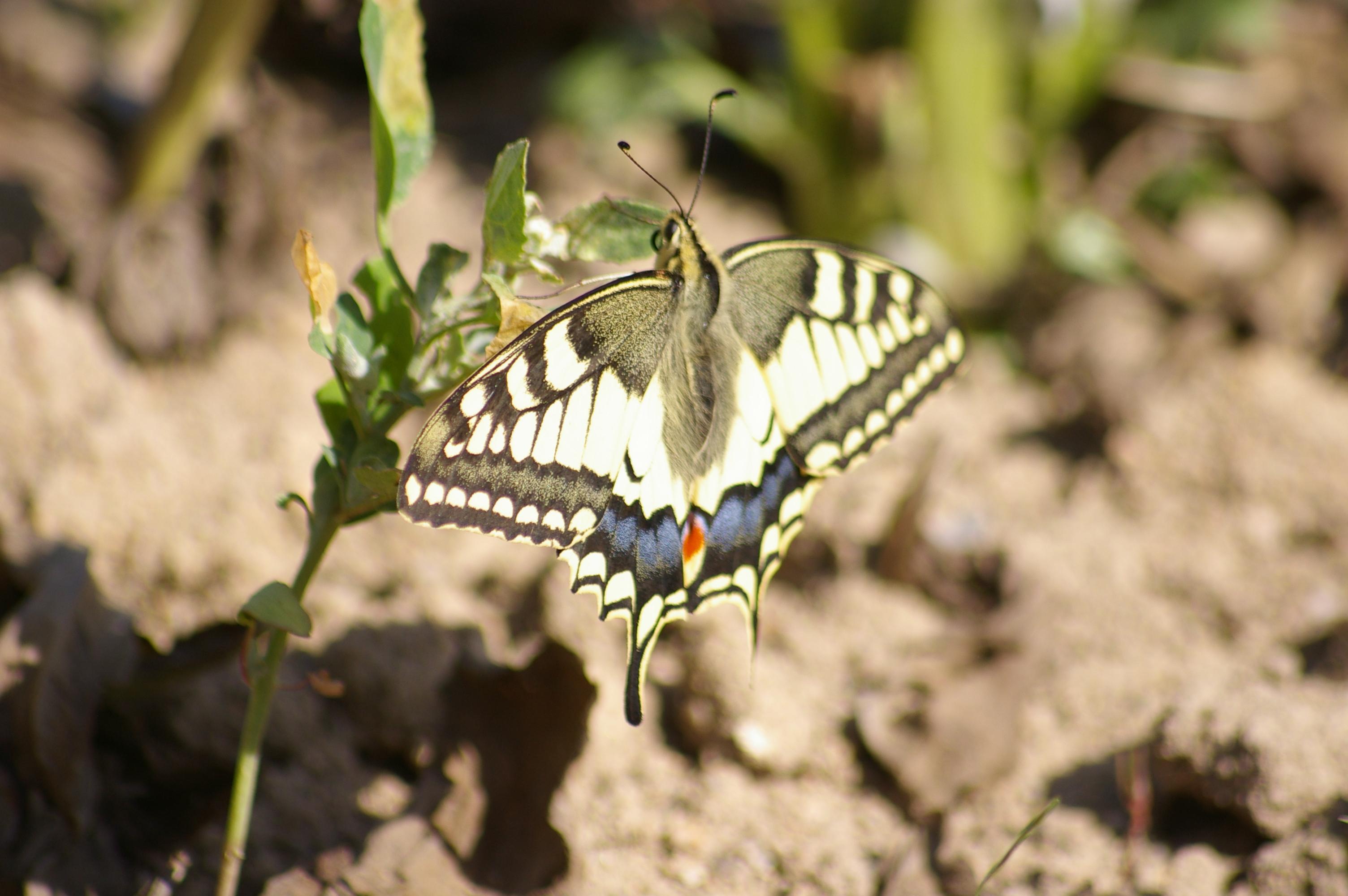 Papilio machaon Courtin Bernard Voultegon 79 11062010